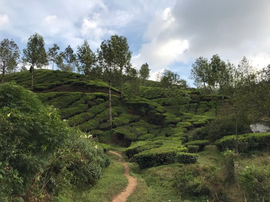 80P1VM/78: Munnar, epicentro del té indio