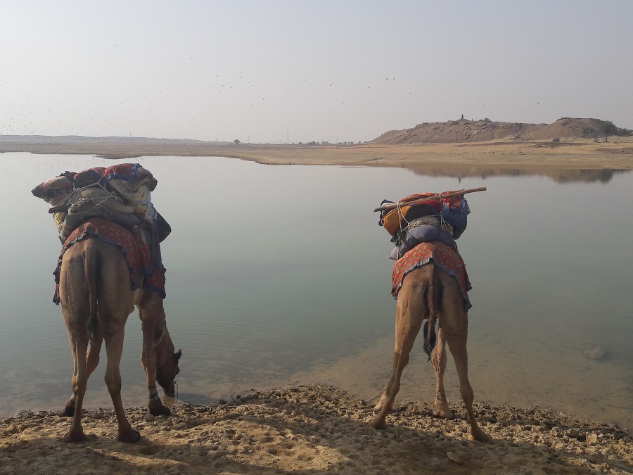 80P1VM/84: Jaisalmer, un safari y la Feria del desierto